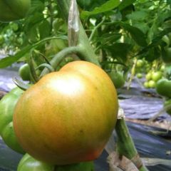 供应草莓柿子，铁皮柿子，绿腚柿子