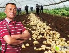 滕州丰荣农业 荷兰十五土豆 产地大量供货