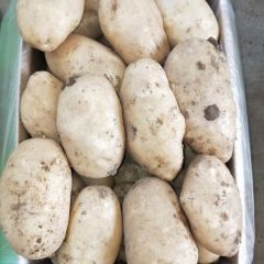 云南精品土豆丽署六号大量上市中
