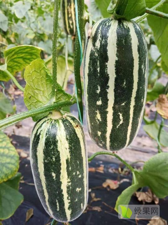 2019年山东莘县羊角蜜价格