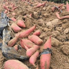 烟蜜薯1--3两、3--6两、