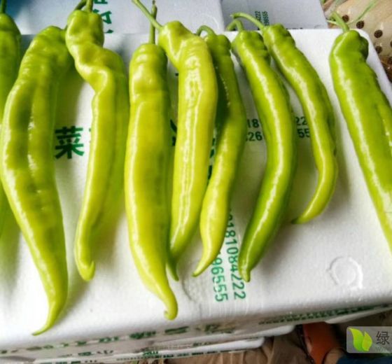 2019年山东莘县羊角椒价格