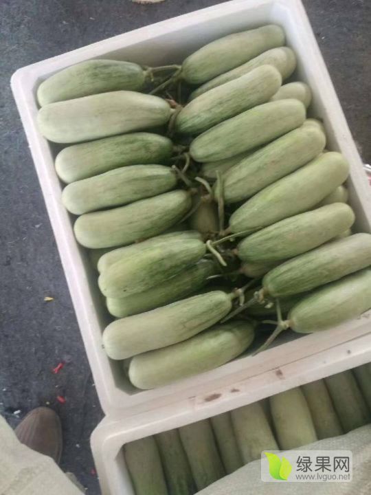 2019年山东莘县羊角蜜价格