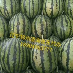 甜王西瓜 辽宁凌海大量上市
