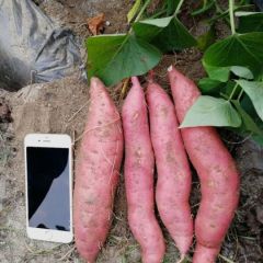 鲜货现挖烟薯25 反季鲜货试种成功