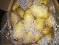 广州江南市场603档 常年经营优质土豆