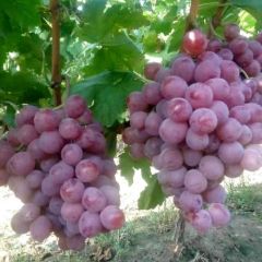 大荔红提，每年七月开始大量上市了