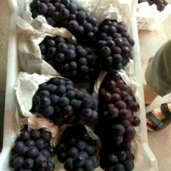 陕西，夏黑，户太8号大量供应中