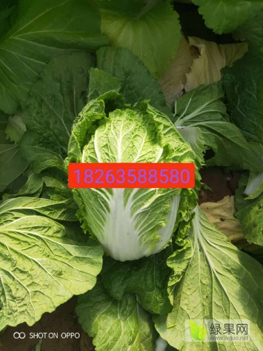 2019年山东东昌府德高101价格