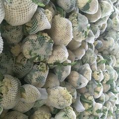 聊城有机花大量上市了，欢迎全国客商前来收购