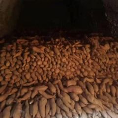 大量出售玉田窖藏蜜薯