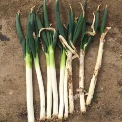 平度芽葱大批量上市中！