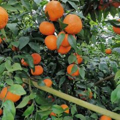 上林县优质沃柑
