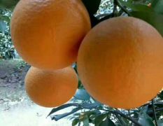夏橙果面光滑颜色漂亮