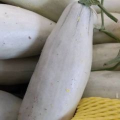 博洋61 9号大量供应中