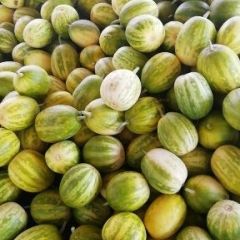 河北乐亭花瓜大量上市欢迎客商收购