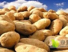 马铃薯微型薯和原种 好的种薯 各种品种
