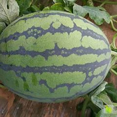 2020年河南甜王西瓜多少钱一斤《商丘西瓜代办》