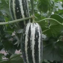 博洋九系列九一六一便宜了