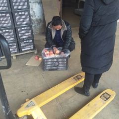 供应各种红富士苹果