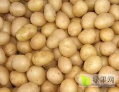 微型薯品种有:V6、1188、F8（斯凡特）等