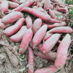 纯沙西瓜红 无虫眼