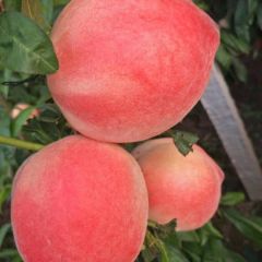 红梅桃，春雪桃，大量上市，求客商