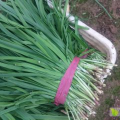 2018泠棚韭菜大量供应