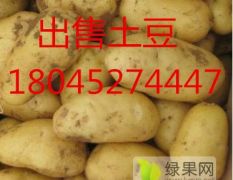 黑龙江土豆批发，供应商