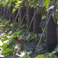 海南黑皮东瓜，诚信代收