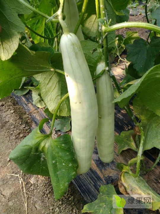 2019年山东寒亭羊角蜜价格
