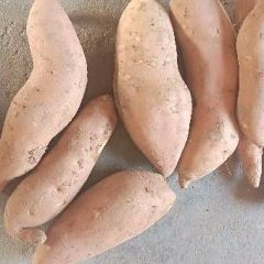 玉田小山王庄红薯 大量出售山区红薯