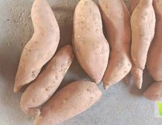 玉田小山王庄红薯 大量出售山区红薯