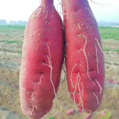 海南省澄迈县桥头富硒地瓜