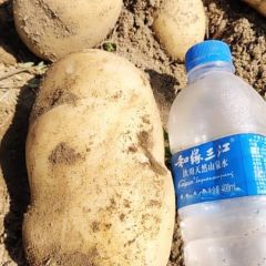 个头大 质量好 4两上精品