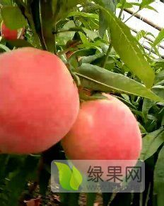 河北省水蜜桃，口感好许要的朋友可以来合作