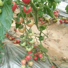 山东莘县千禧圣女果西红柿绿色无公害