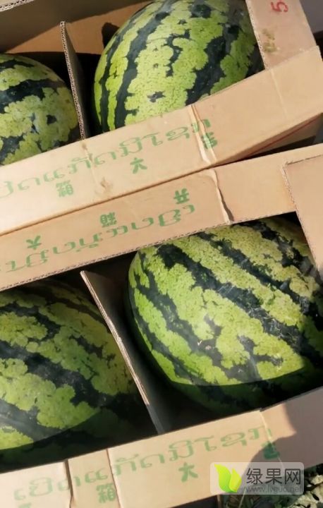 老挝西瓜产地代办代发15264795020
