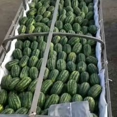 德宏瑞丽西瓜代办代发缅甸P2西瓜