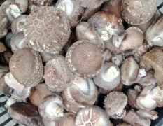 安康香菇 本社专业生产纯天然香菇，干货鲜菇都有