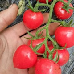 新鲜的圣女果开始上市了！