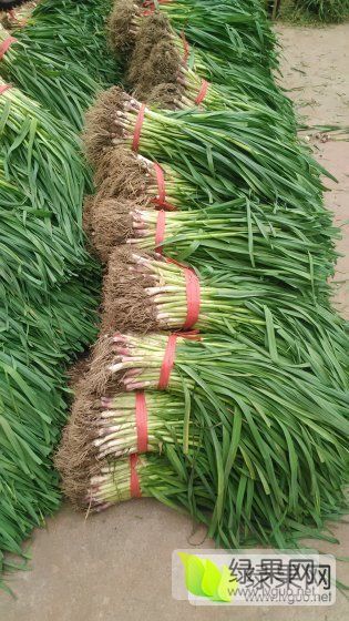 供应:优质香蒜苗大量供应