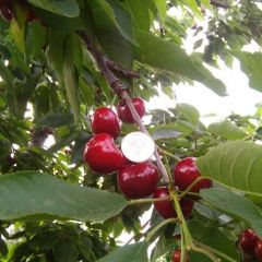 烟台大樱桃，主营美早