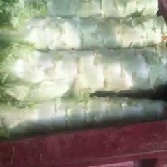 香河牛逼莴笋全国有名