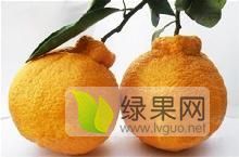 2019年北京丰台春见青见价格