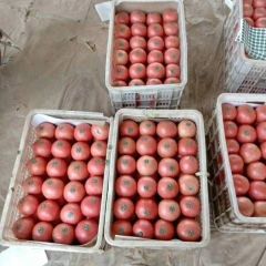 聊城市东昌府区精品西红柿大量上市