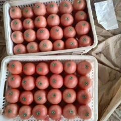 聊城市东昌府区蔬菜基地大量供应精品蔬菜