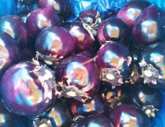 紫光圆茄价格3.2-3.3元