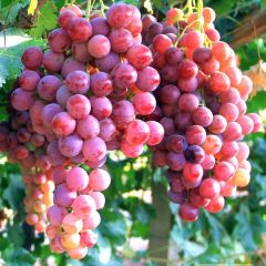 敦煌葡萄直销代购代办经纪人