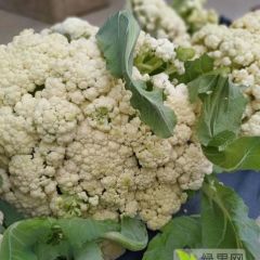 高密优质菜花 山东菜花